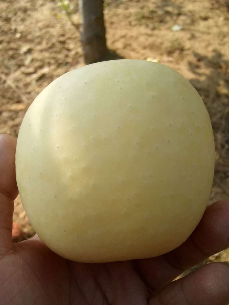 爱马仕苹果，糖苹果，中秋黄金苹果，国庆黄金苹果，糖度20