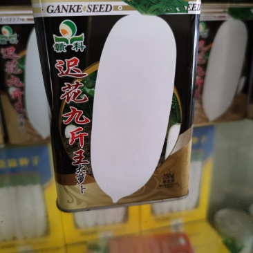 迟花九斤大萝卜种子