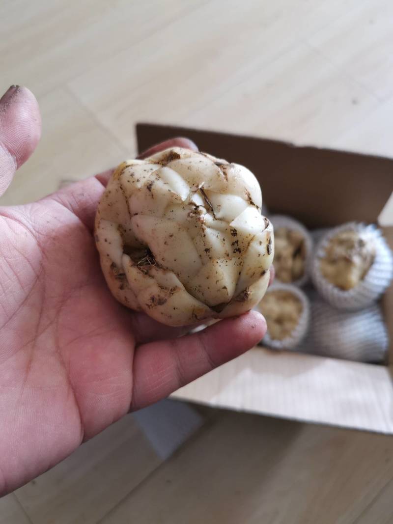 上品甜百合干，精选特级无硫熏自然药食同源有机健康，产地直供