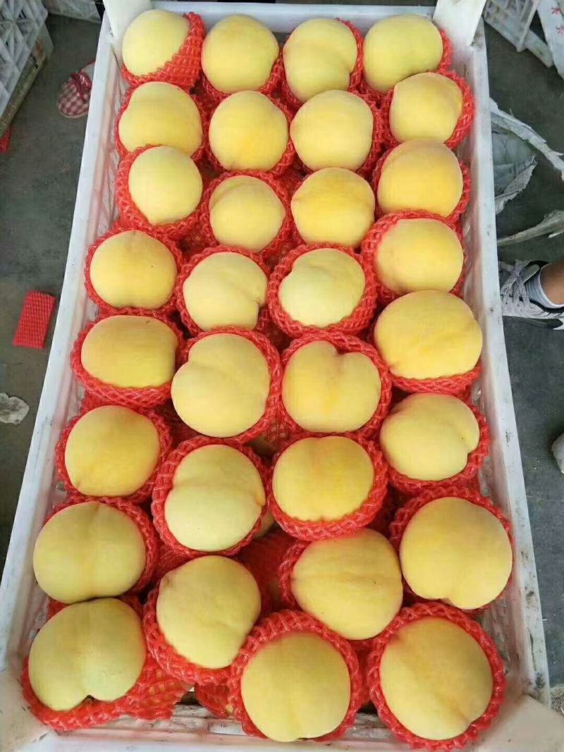 金黄金桃黄金密桃黄金脆桃金黄金黄桃6_10月份黄金桃