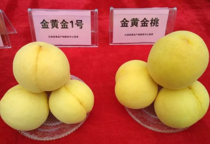 金黄金桃黄金密桃黄金脆桃金黄金黄桃6_10月份黄金桃