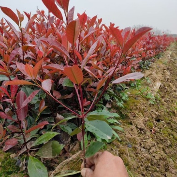 红叶石楠大杯小杯地插苗