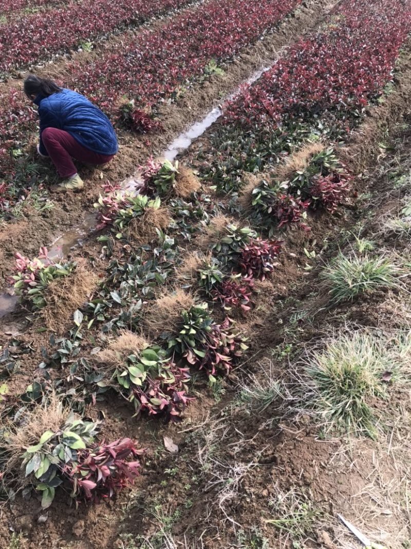 红叶石楠大杯小杯地插苗