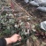 红叶石楠大杯小杯地插苗