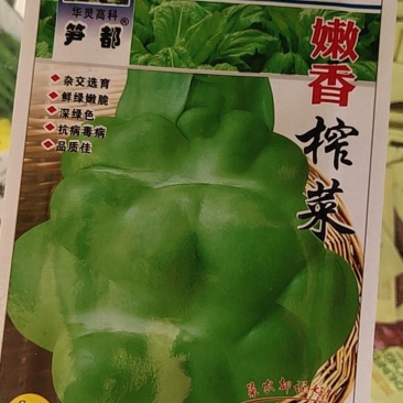 嫩香榨菜种子