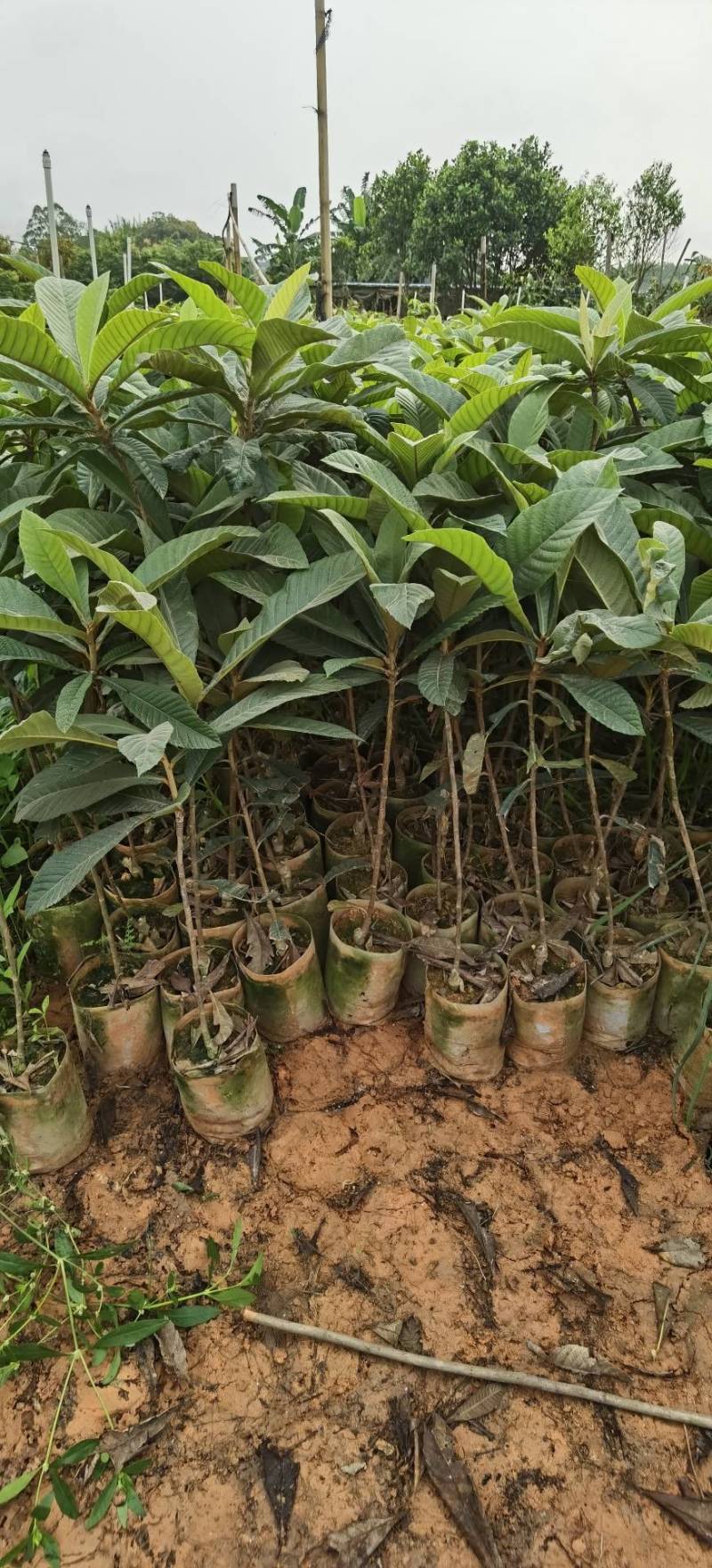 【正品】大五星枇杷苗，长虹枇杷，苗圃直销，