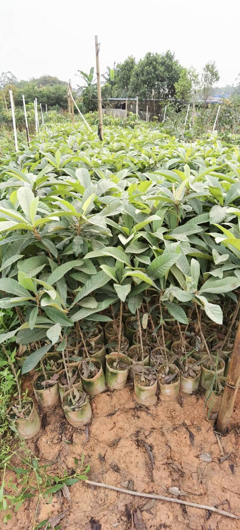 【正品】大五星枇杷苗，长虹枇杷，苗圃直销，