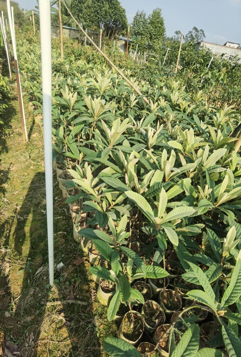 【正品】大五星枇杷苗，长虹枇杷，苗圃直销，