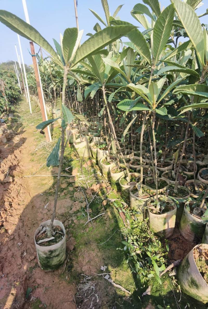 【正品】大五星枇杷苗，长虹枇杷，苗圃直销，