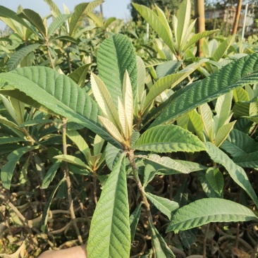 【正品】大五星枇杷苗，长虹枇杷，苗圃直销，