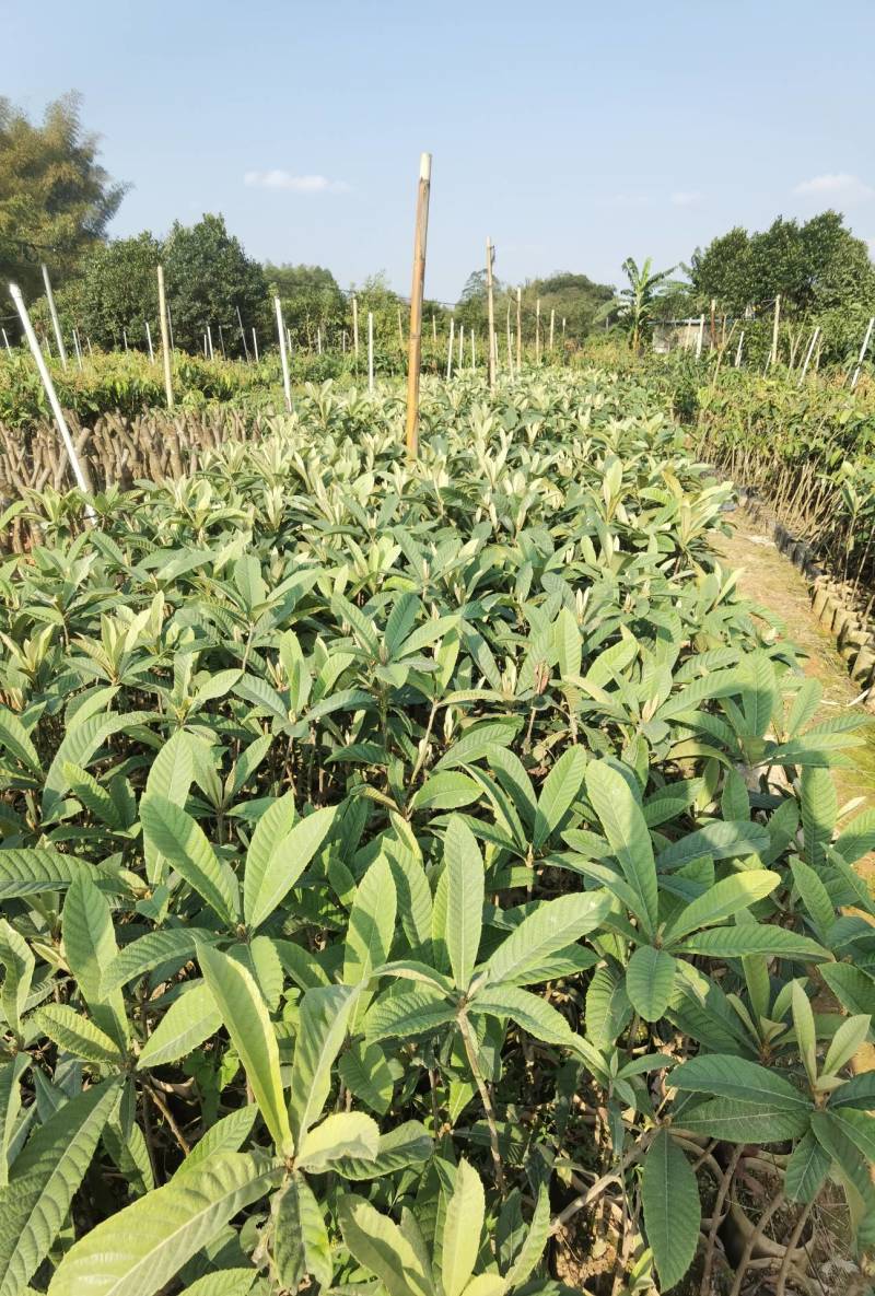 【正品】大五星枇杷苗，长虹枇杷，苗圃直销，