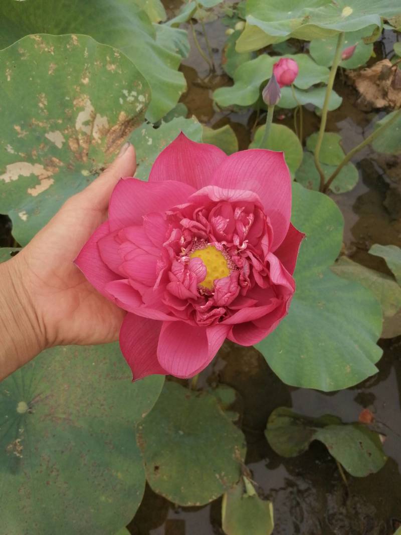 广西桂林荷花，丰花一叶一花，重瓣颜色红，园林绿化盆栽用苗