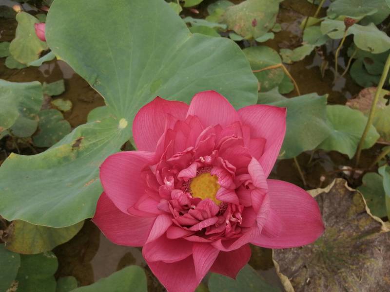 广西桂林荷花，丰花一叶一花，重瓣颜色红，园林绿化盆栽用苗
