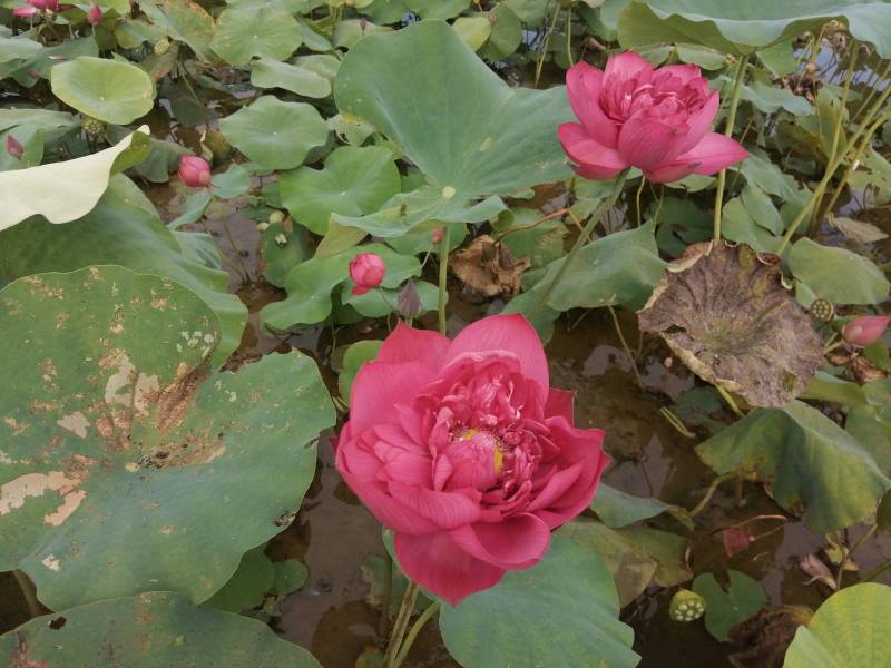 广西桂林荷花，丰花一叶一花，重瓣颜色红，园林绿化盆栽用苗