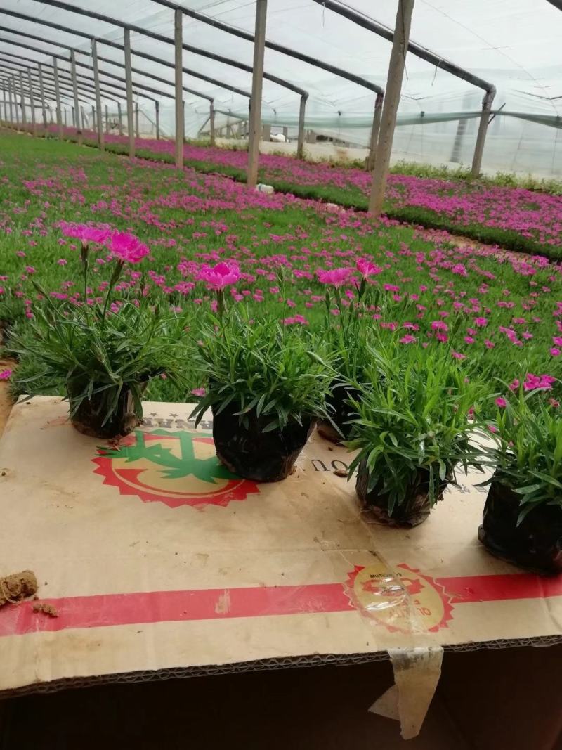 开花机器欧石竹地被花卉超长花期下地就活欢迎咨询