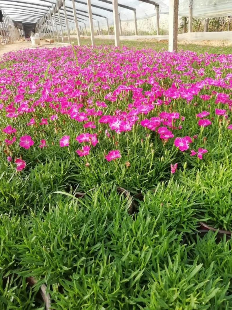 开花机器欧石竹地被花卉超长花期下地就活欢迎咨询