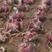长日照紫红色皮洋葱种子，红豹，新红奇二号品种，产量高，