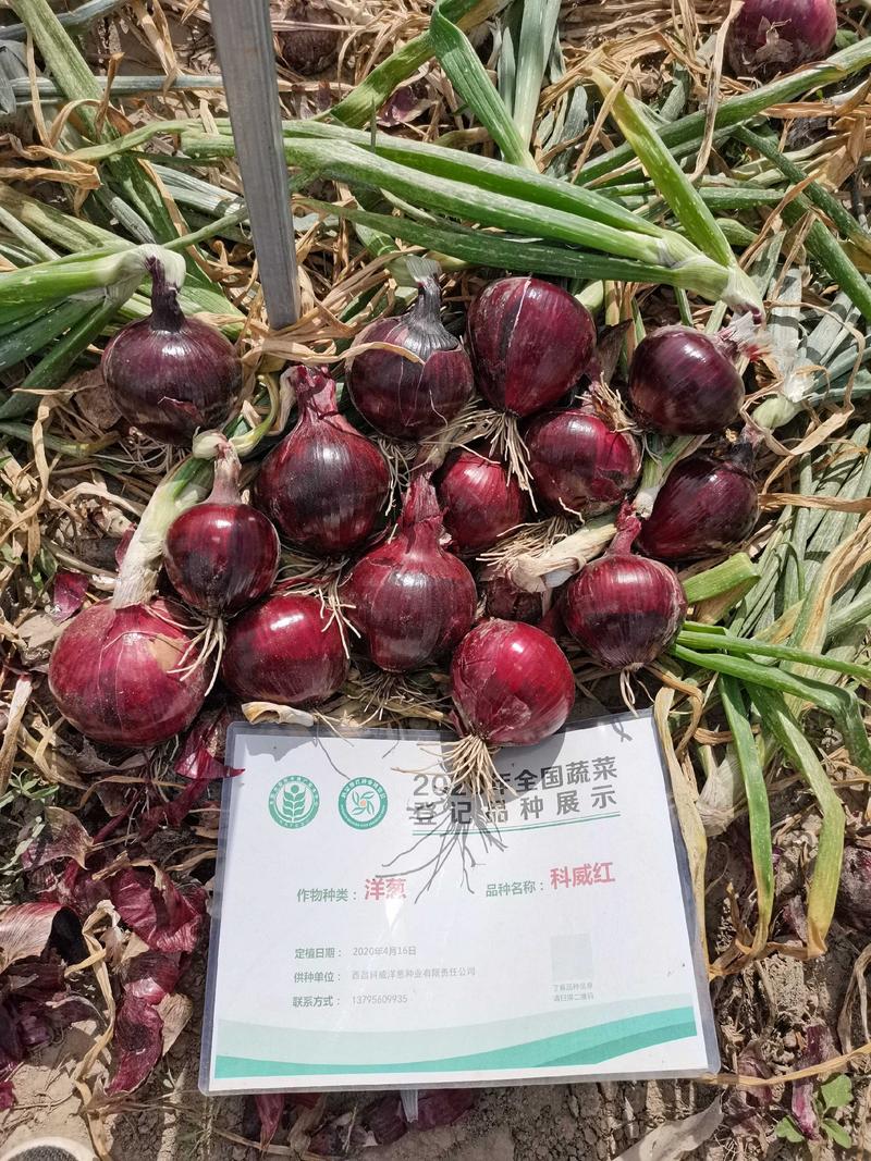 长日照紫红色皮洋葱种子，红豹，新红奇二号品种，产量高，