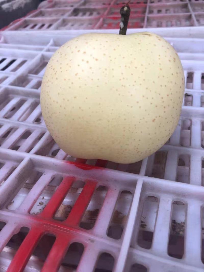 黄金梨