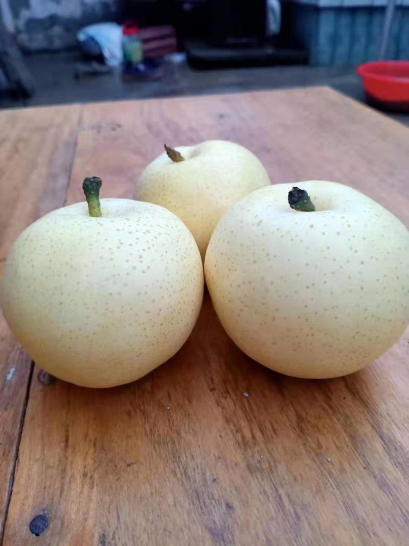 黄金梨