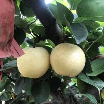 黄金梨