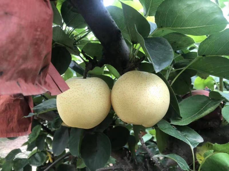 黄金梨