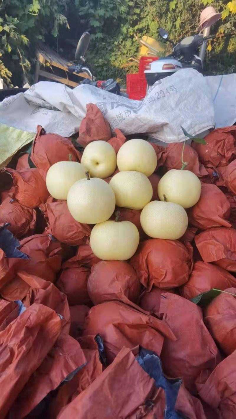 黄金梨