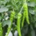 杨林寨辣椒/生长在食用菌培养基上/软嫩香浓/3斤礼盒装