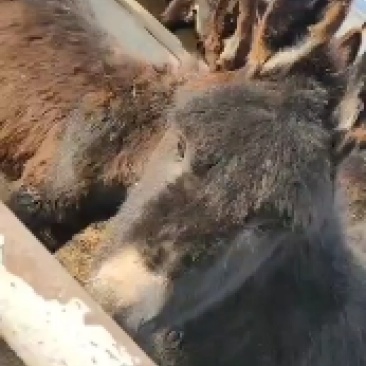 毛驴