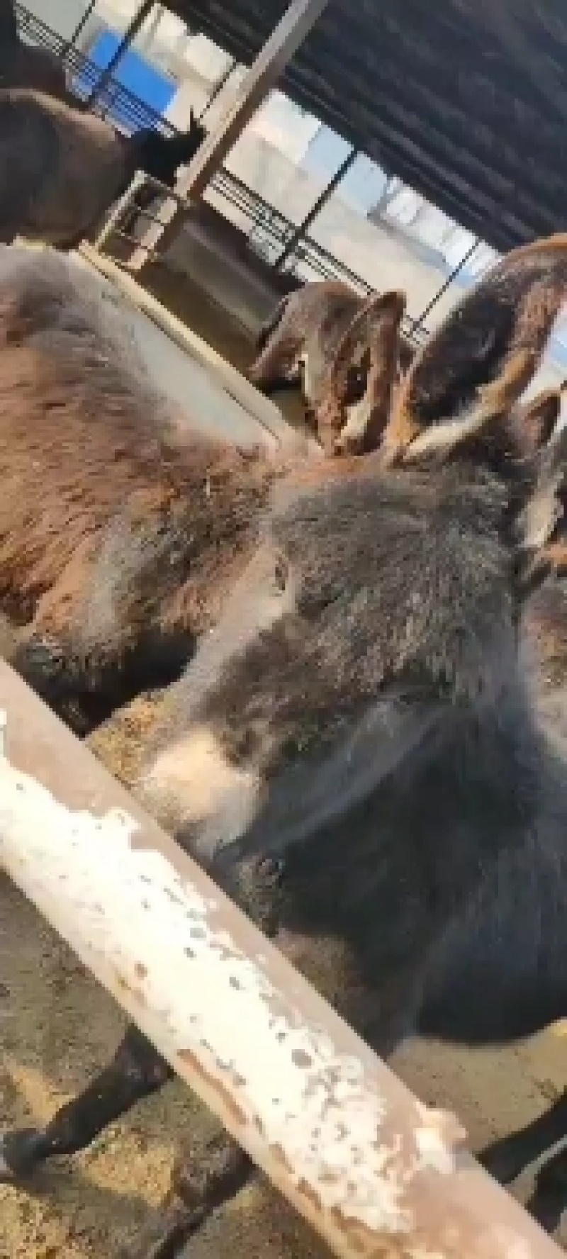 毛驴
