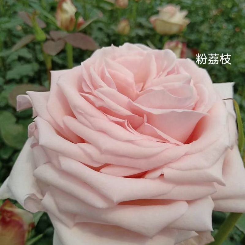 昆明苗圃直供玫瑰大苗2-3年生老桩大花玫瑰苗园林绿化