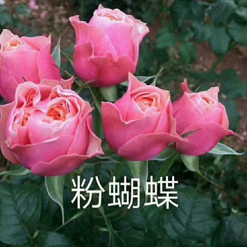 昆明苗圃直供玫瑰大苗2-3年生老桩大花玫瑰苗园林绿化