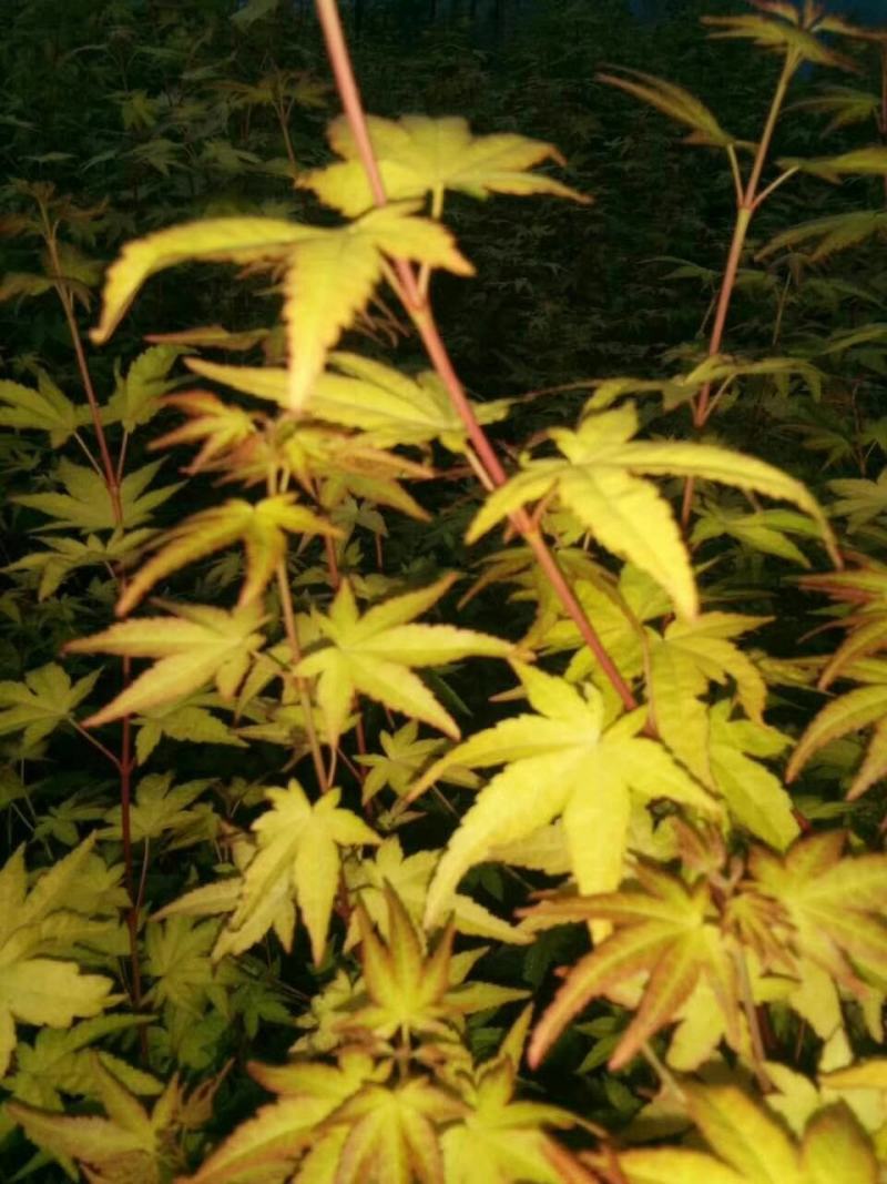 金陵黄枫