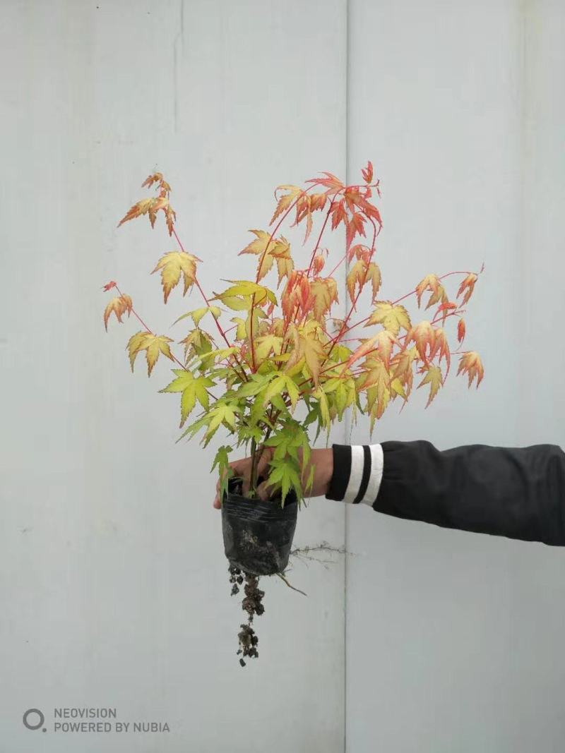 金陵黄枫