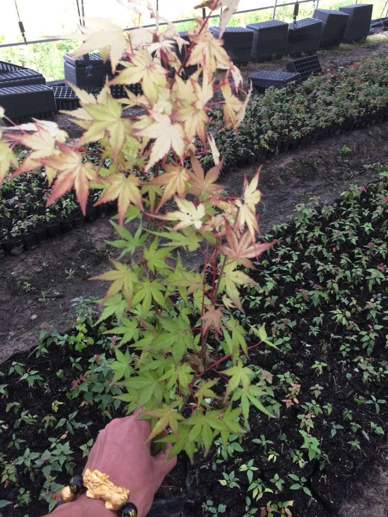 金陵黄枫