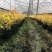 金陵黄枫