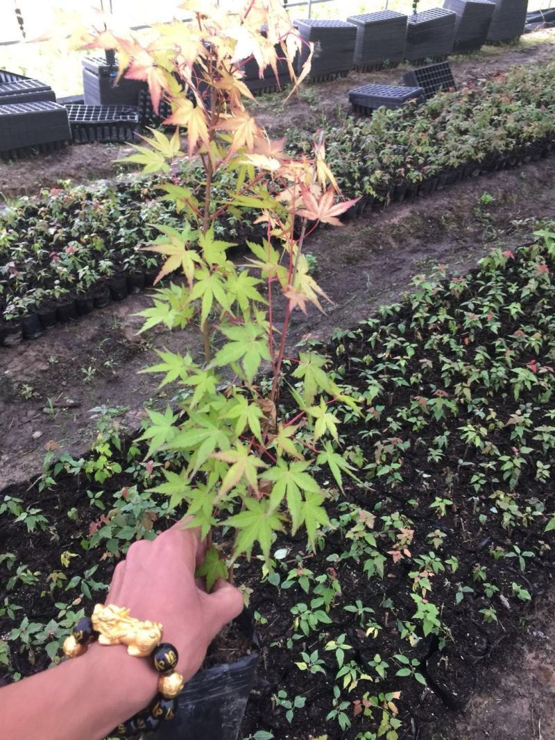 金陵黄枫