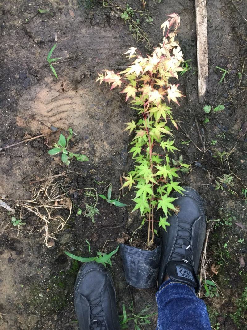 金陵黄枫