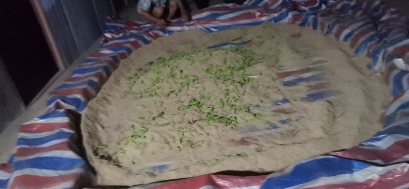 河南豆丹，质量好