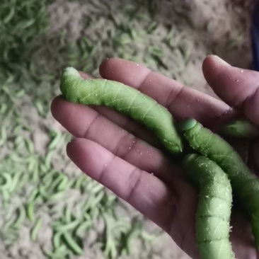 河南豆丹，质量好