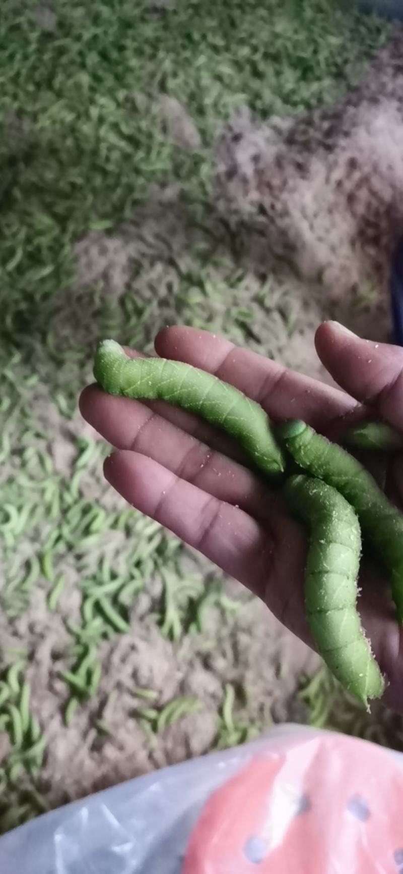 河南豆丹，质量好