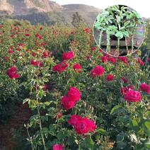 昆明斗南基地直供优质墨红玫瑰小苗阳台菜园扦插食用玫瑰花