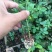 昆明斗南基地直供优质墨红玫瑰小苗阳台菜园扦插食用玫瑰花