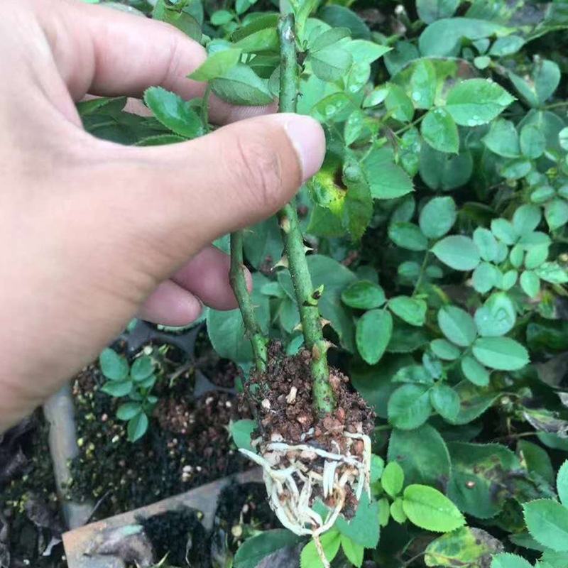 昆明斗南基地直供优质墨红玫瑰小苗阳台菜园扦插食用玫瑰花