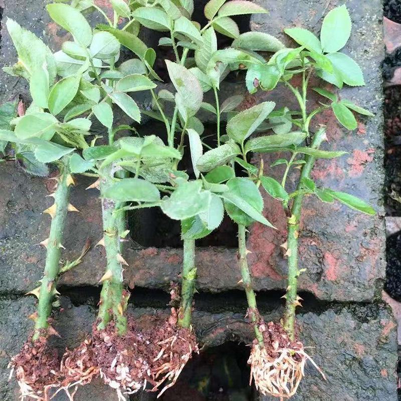 昆明斗南基地直供优质墨红玫瑰小苗阳台菜园扦插食用玫瑰花