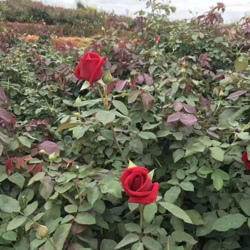 昆明斗南基地直供优质墨红玫瑰小苗阳台菜园扦插食用玫瑰花
