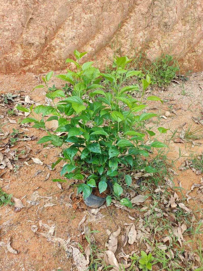 扶桑苗朱槿十斤袋60高，苗基地多种规格大量低价出售