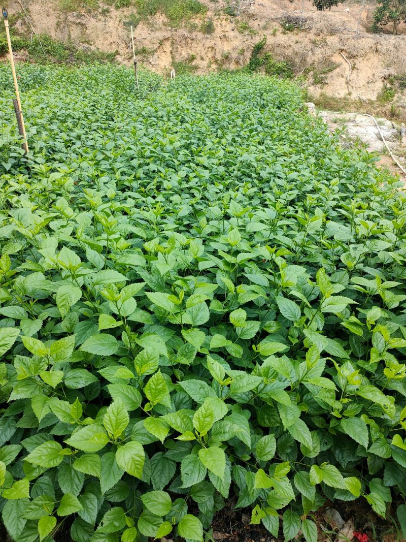 扶桑苗朱槿十斤袋60高，苗基地多种规格大量低价出售