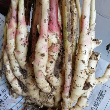 精品生姜，供应