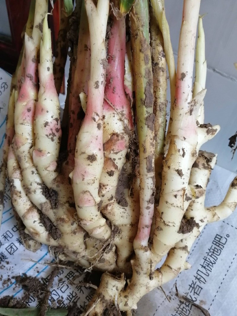 精品生姜，供应